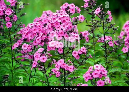 Bright Pink Phlox Paniculata "Cardinal" (Garden Phlox) Fiori coltivati a RHS Garden Harlow Carr, Harrogate, Yorkshire, Inghilterra, Regno Unito. Foto Stock