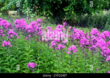 Bright Pink Phlox Paniculata "Cardinal" (Garden Phlox) Fiori coltivati a RHS Garden Harlow Carr, Harrogate, Yorkshire, Inghilterra, Regno Unito. Foto Stock