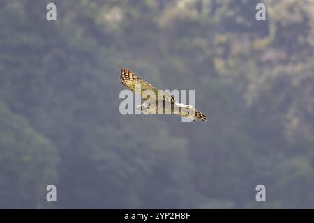 Aquila di Falco di montagna (Nisaetus nipalensis) in volo a Taiwan Foto Stock