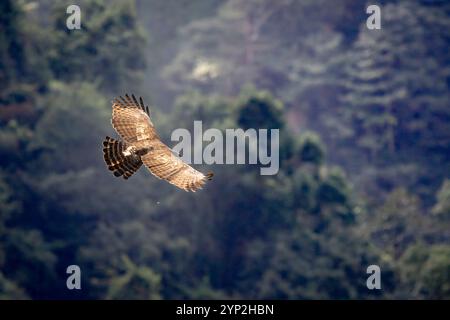 Aquila di Falco di montagna (Nisaetus nipalensis) in volo a Taiwan Foto Stock