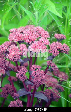 Red/Pink Hylotelephium Telephium (Atropurpureum) "Purple Emperor" Sedum Flowers Grown at RHS Garden Harlow Carr, Harrogate, Yorkshire, Inghilterra, Regno Unito. Foto Stock