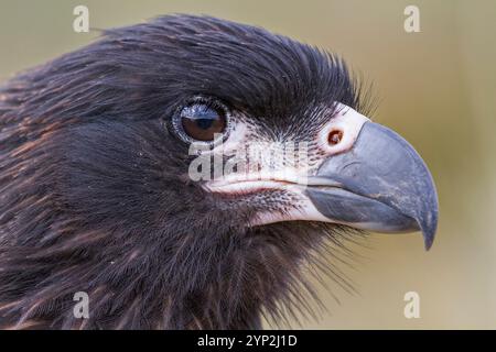 caracara striata adulta (Phalcoboenus australis), primo piano, sull'isola Carcass nelle Isole Falkland, nell'Oceano Atlantico meridionale, Sud America Foto Stock