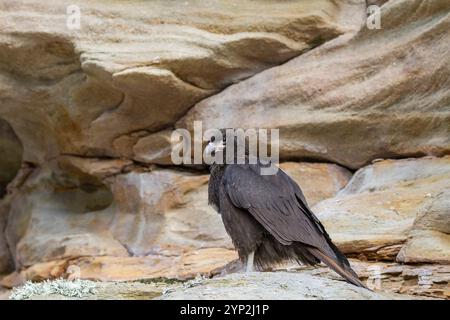 caracara striata per adulti (Phalcoboenus australis) sull'isola Carcass nelle Isole Falkland, nell'Oceano Atlantico meridionale, Sud America Foto Stock