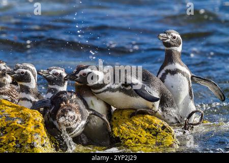 Pinguini di Magellano adulti (Spheniscus magellanicus) presso il sito di allevamento e muta di Carcass Island, Isole Falkland, Sud America Foto Stock