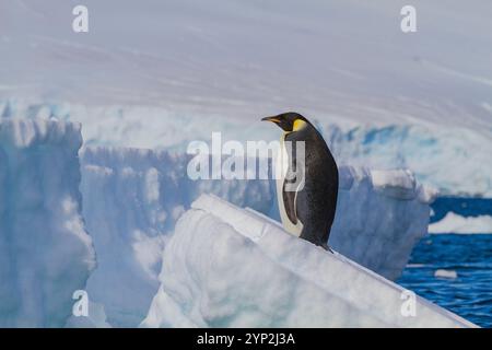 Un pinguino imperatore adulto solitario (Aptenodytes forsteri) sul ghiaccio marino nel Gullet tra l'isola di Adelaide e la penisola antartica, Antartide Foto Stock