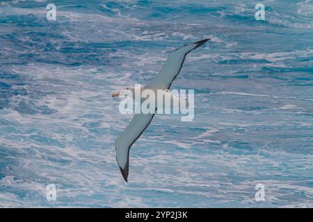 Giovane albatro vagante (Diomedea exulans) sull'ala vicino alla Penisola Antartica, all'Oceano meridionale, alle regioni polari Foto Stock