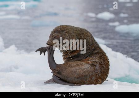 Maschio adulto, foca da pelliccia antartica (Arctocephalus gazella) trasportata sul ghiaccio vicino a Brown Bluff, Antartide, regioni polari Foto Stock