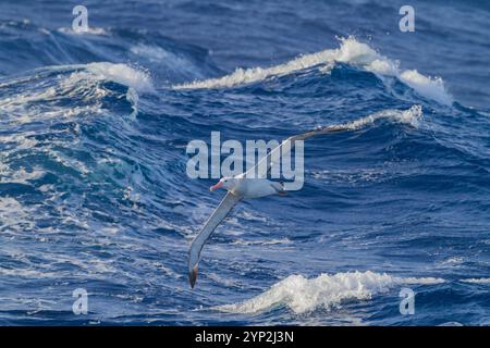 Giovane albatro vagante (Diomedea exulans) sull'ala vicino alla Penisola Antartica, all'Oceano meridionale, alle regioni polari Foto Stock
