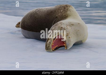 Leopardo maschio adulto (Hydrurga leptonyx) trasportato sul ghiaccio nel Gullet vicino alla Penisola Antartica, Antartide, regioni polari Foto Stock