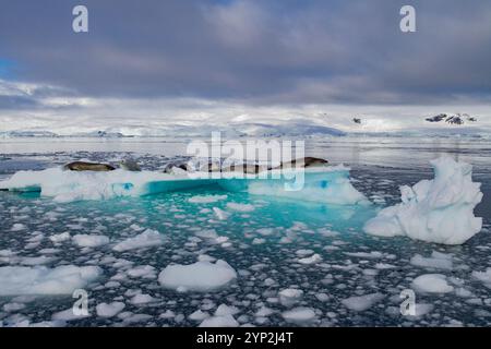 Le foche dei crabeater (Lobodon carcinophaga) sono state trasportate sul ghiaccio nel porto di Neko vicino alla penisola antartica, Antartide, regioni polari Foto Stock