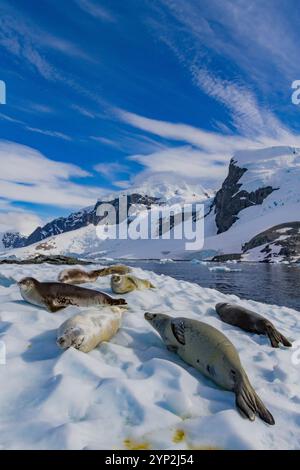 Le foche dei crabeater (Lobodon carcinophaga) sono state trasportate sul ghiaccio vicino all'isola di Cuverville nella penisola antartica, Antartide, regioni polari Foto Stock