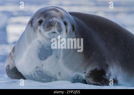 La foca del crabeater (Lobodon carcinophaga) è stata trasportata sul ghiaccio nel porto di Neko vicino alla penisola antartica, Antartide, regioni polari Foto Stock