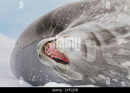 La foca Weddell (Leptonychotes weddellii) è stata trasportata sul ghiaccio vicino alla penisola antartica, all'oceano meridionale e alle regioni polari Foto Stock