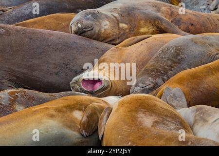 Le foche degli elefanti meridionali (Mirounga leonina) si sono trascinate e muta su Hannah Point, Livingston Island, Antartide, regioni polari Foto Stock