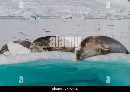 Le foche dei crabeater (Lobodon carcinophaga) sono state trasportate sul ghiaccio nel porto di Neko vicino alla penisola antartica, Antartide, regioni polari Foto Stock