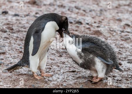 Pinguino di Adelie (Pygoscelis adeliae) pulcino adulto che allatta la colonia di riproduzione di Brown Bluff, Antartide, Polar Regions Foto Stock