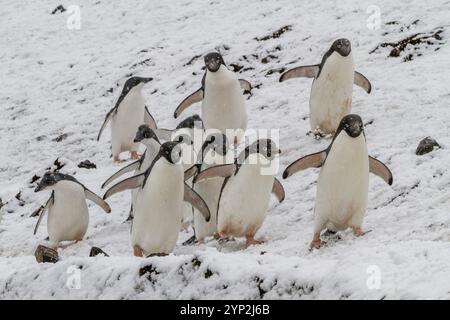 Colonia di riproduzione di pinguini di Adelie (Pygoscelis adeliae) a Brown Bluff, sul lato orientale della penisola antartica, Antartide, regioni polari Foto Stock