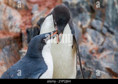 Pinguino di Adelie (Pygoscelis adeliae) pulcino adulto che allatta la colonia di riproduzione di Brown Bluff, Antartide, Polar Regions Foto Stock