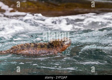 L'endemica iguana marina delle Galapagos (Amblyrhynchus cristatus) nell'arcipelago delle Galapagos, patrimonio dell'umanità dell'UNESCO, Ecuador, Sud America Foto Stock