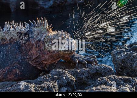 L'endemica iguana marina delle Galapagos (Amblyrhynchus cristatus) starnutisce il sale in eccesso dalle sue narici nelle Galapagos, patrimonio dell'umanità dell'UNESCO Foto Stock