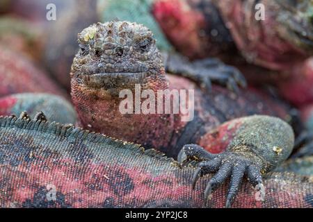 L'endemica iguana marina delle Galapagos (Amblyrhynchus cristatus) sull'isola di Espanola, nelle Isole Galapagos, patrimonio mondiale dell'UNESCO, Ecuador Foto Stock