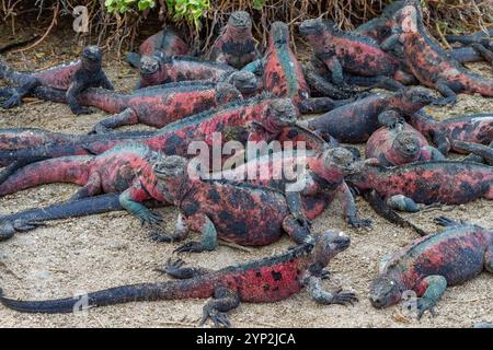 L'endemica iguana marina delle Galapagos (Amblyrhynchus cristatus) sull'isola di Espanola, nelle Isole Galapagos, patrimonio mondiale dell'UNESCO, Ecuador Foto Stock