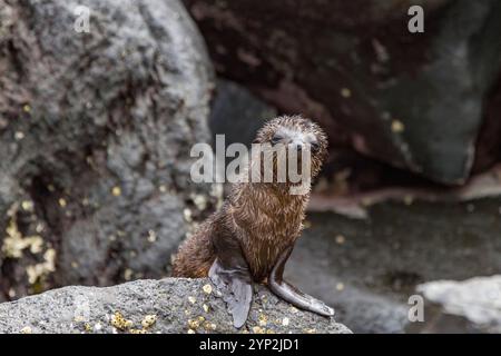 La foca delle Galapagos (Arctocephalus galapagoensis) è stata trasportata su un flusso di lava nell'arcipelago delle Galapagos, sito patrimonio dell'umanità dell'UNESCO, Ecuador, Sou Foto Stock