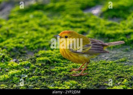 Parula gialla maschile adulto (Dendroica petechia aureola) nell'arcipelago delle Galapagos, sito patrimonio dell'umanità dell'UNESCO, Ecuador, Sud America Foto Stock