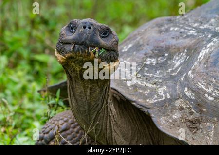 Tartaruga gigante delle Galapagos selvatiche (Geochelone elephantopus) che si nutre sulle praterie in salita dell'isola di Santa Cruz, le Galapagos, patrimonio dell'umanità dell'UNESCO Foto Stock