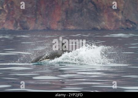 Un piccolo branco di orche assassine (Orcinus orca) al largo della costa occidentale dell'isola Isabela nell'arcipelago delle Galapagos, sito patrimonio dell'umanità dell'UNESCO, Ecua Foto Stock