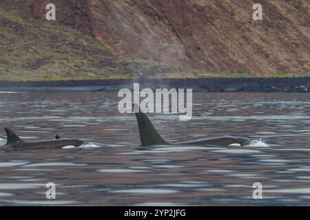 Un piccolo branco di orche assassine (Orcinus orca) al largo della costa occidentale dell'isola Isabela nell'arcipelago delle Galapagos, sito patrimonio dell'umanità dell'UNESCO, Ecua Foto Stock