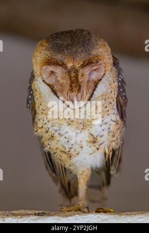 Gufo adulto delle Galapagos (Tyto alba punctatissima) che dorme durante il giorno sull'isola di Santa Cruz, le Galapagos, patrimonio dell'umanità dell'UNESCO, Ecuador Foto Stock