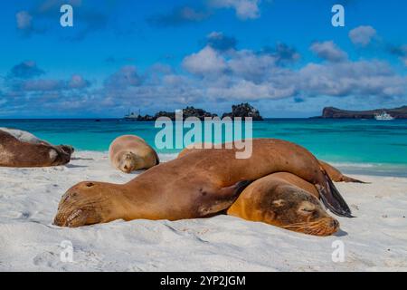 I leoni marini delle Galapagos (Zalophus wollebaeki) sono stati trasportati sulla spiaggia dell'arcipelago delle Galapagos, sito patrimonio dell'umanità dell'UNESCO, Ecuador Foto Stock