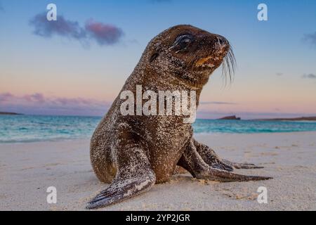 Cucciolo di leone marino delle Galapagos (Zalophus wollebaeki) nell'arcipelago delle Galapagos, patrimonio dell'umanità dell'UNESCO, Ecuador, Sud America Foto Stock