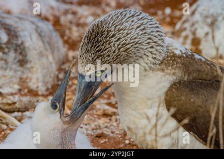 Bambola adulta dai piedi blu (Sula nebouxii) che dà da mangiare all'arcipelago delle Galapagos, patrimonio dell'umanità dell'UNESCO, Ecuador, Sud America Foto Stock