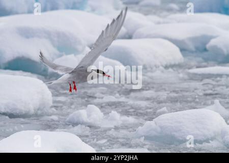 Terna antartica (Sterna vittata) in ghiaccio brash vicino alla Penisola Antartica, Antartide, Oceano meridionale, regioni polari Foto Stock