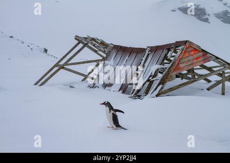 Pinguino Gentoo (Pygoscelis papua) trasportato a Port Foster, all'interno della caldera dell'isola Deception, Antartide, regioni polari Foto Stock