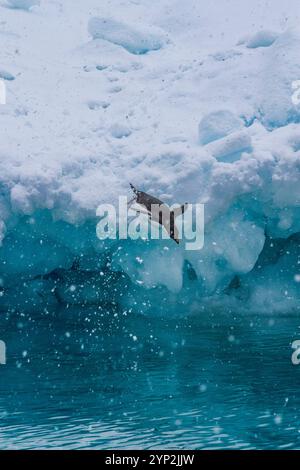 Pinguino di Adelie (Pygoscelis adeliae) sul ghiaccio vicino all'Isola del Diavolo nel Mare di Weddell vicino alla Penisola Antartica, Antartide, regioni polari Foto Stock