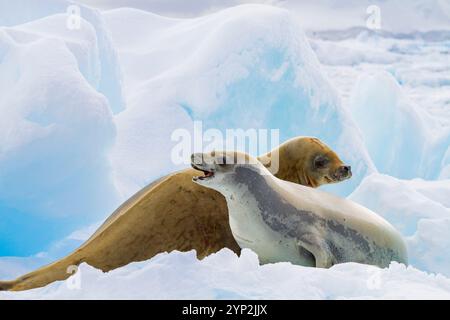 Le foche dei crabeater (Lobodon carcinophaga) sono state trasportate sul ghiaccio vicino alla penisola antartica, Antartide, regioni polari Foto Stock