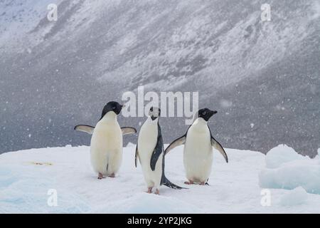 Pinguino di Adelie (Pygoscelis adeliae) sul ghiaccio vicino all'Isola del Diavolo nel Mare di Weddell vicino alla Penisola Antartica, Antartide, regioni polari Foto Stock