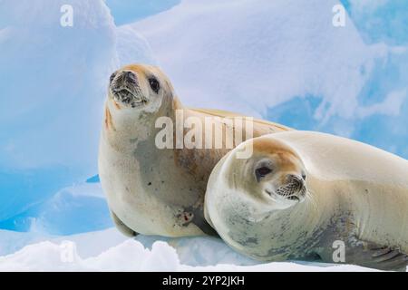 Le foche dei crabeater (Lobodon carcinophaga) sono state trasportate sul ghiaccio vicino alla penisola antartica, Antartide, regioni polari Foto Stock