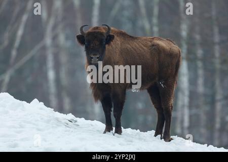 Wisent, Bison bonasus, European Bison, Germania, inverno, buffalo, parco naturale, parco naturale, cappotto invernale, contatto visivo Foto Stock