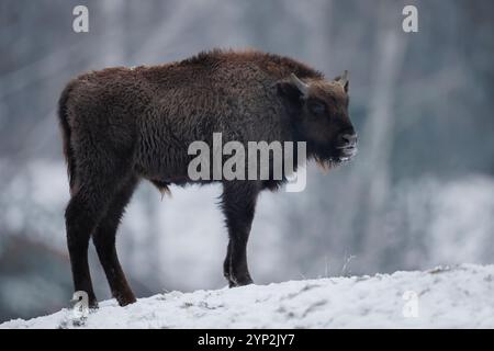 Wisent, Bison bonasus, European Bison, Germania, inverno, giovani, bufali, giovani animali, parco naturale, parco naturale Foto Stock