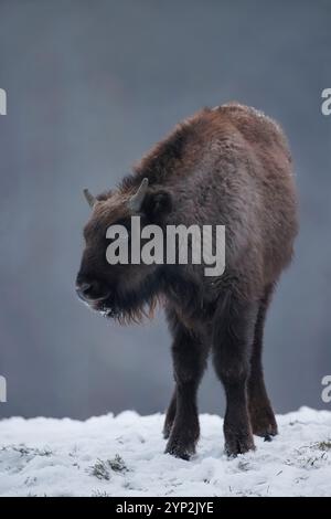 Wisent, Bison bonasus, European Bison, Germania, inverno, giovani, bufali, giovani animali, parco naturale, parco naturale Foto Stock