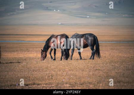 Cavalli che pascolano pacificamente nelle vaste praterie del lago Song-Kol in una giornata di sole, Kirghizistan, Asia centrale, Asia Foto Stock
