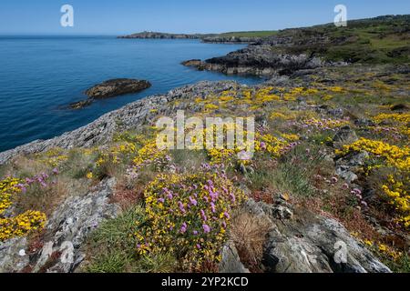 Fioritura marina rosa (Armeria maritima) e fiori selvatici gialli (Lotus corniculatus) sul sentiero costiero di Anglesey Foto Stock