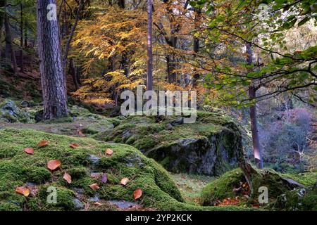 Beech Woodland in autunno, Tanat Valley, Powys, Galles, Regno Unito, Europa Foto Stock