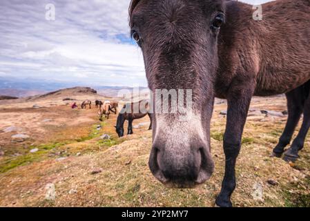 Mandria di cavalli selvatici nelle montagne della Sierra Nevada vicino a Pico del Veleta, provincia di Granada, Andalusia, Spagna, Europa Foto Stock