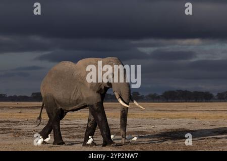 Elefante (Loxodonta africana), Parco Nazionale di Amboseli, Kenya, Africa orientale, Africa Foto Stock