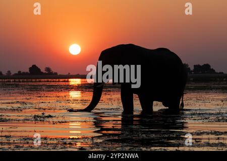 Elefante (Loxodonta africana) toro nel fiume Chobe al tramonto, Parco Nazionale del Chobe, Botswana, Africa Foto Stock